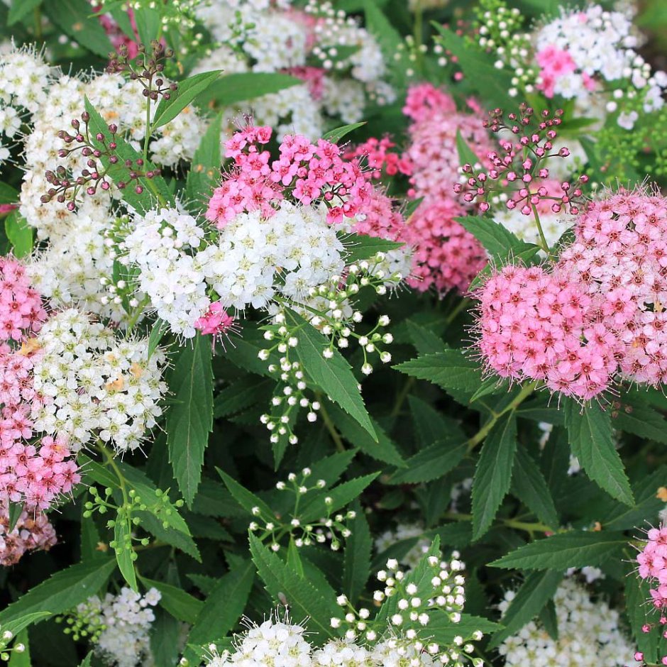 Спирея Ауреа