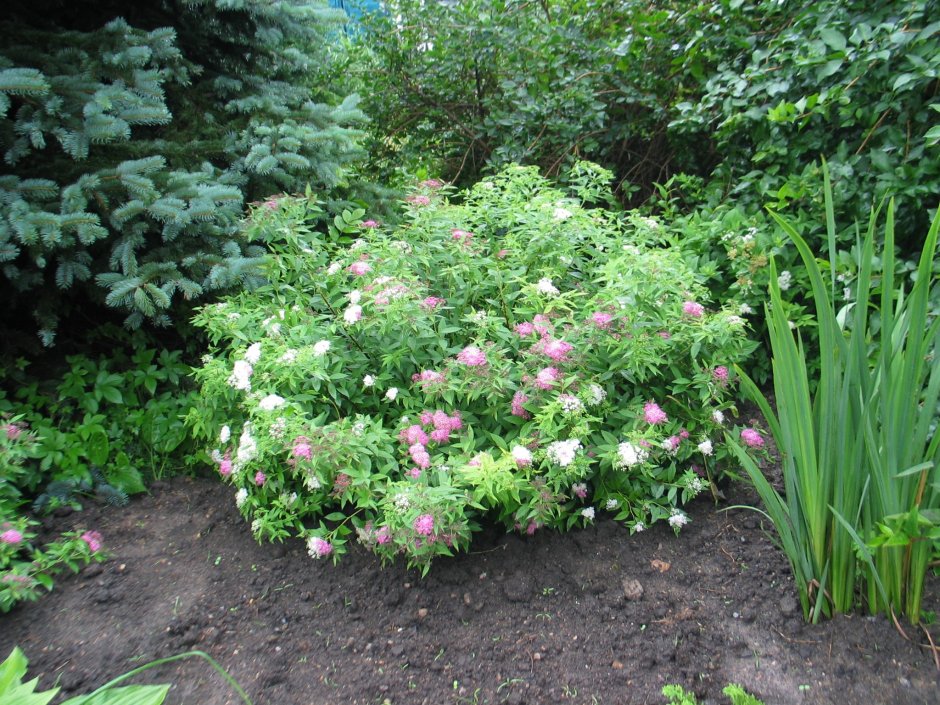 Спирея японская Голден принцесс