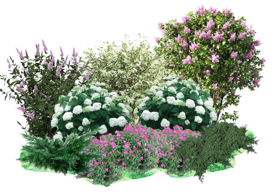 Спирея Вангутта в миксбордере