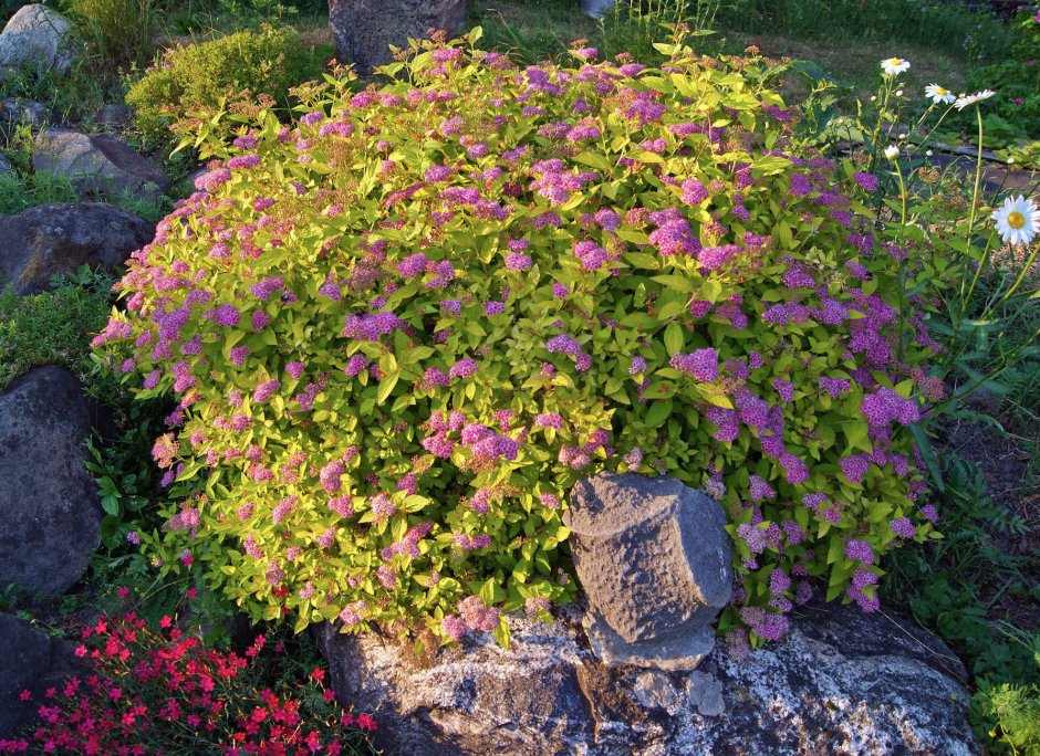 Спирея Широбана