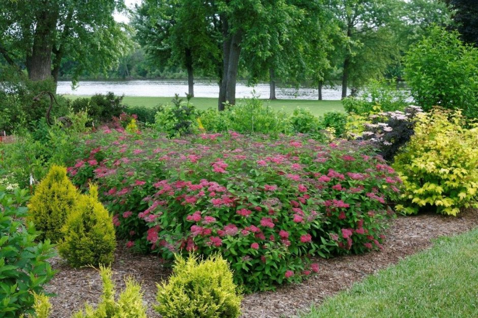 Спирея Широбана