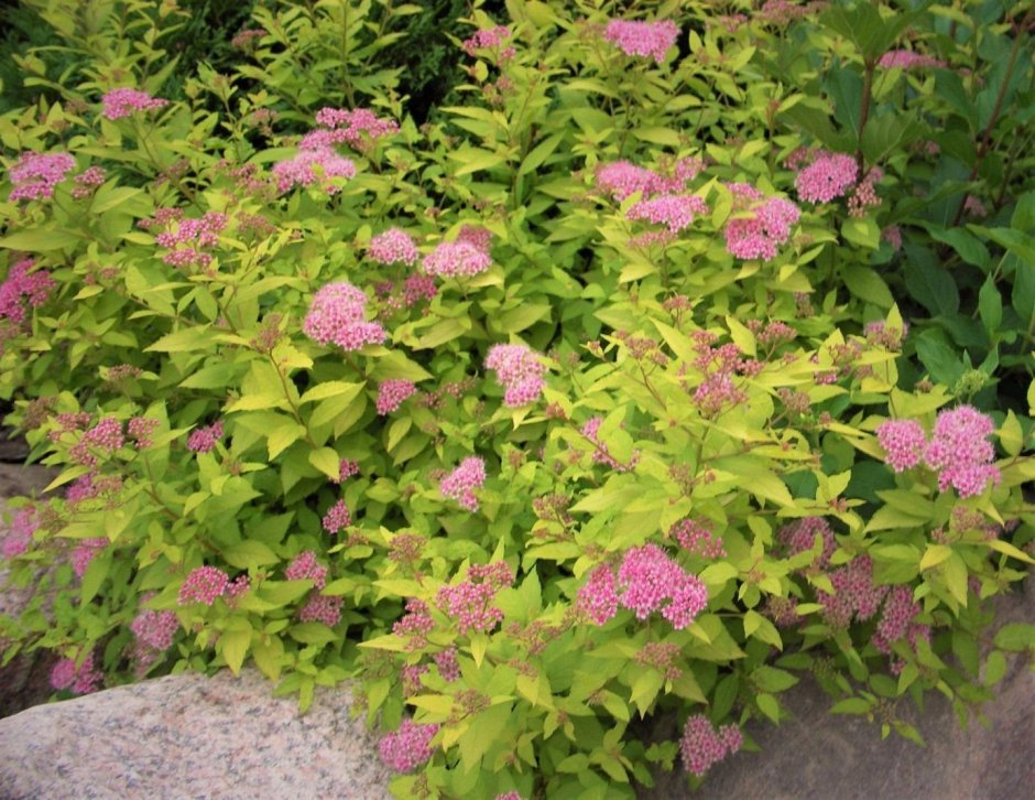 Спирея фрутишана