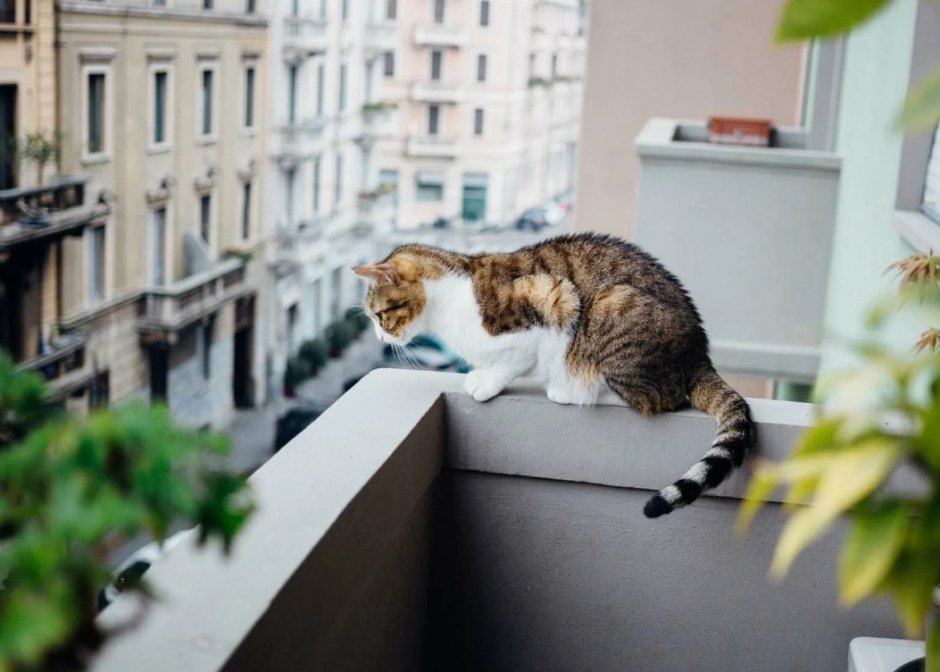 Кот на перилах балкона