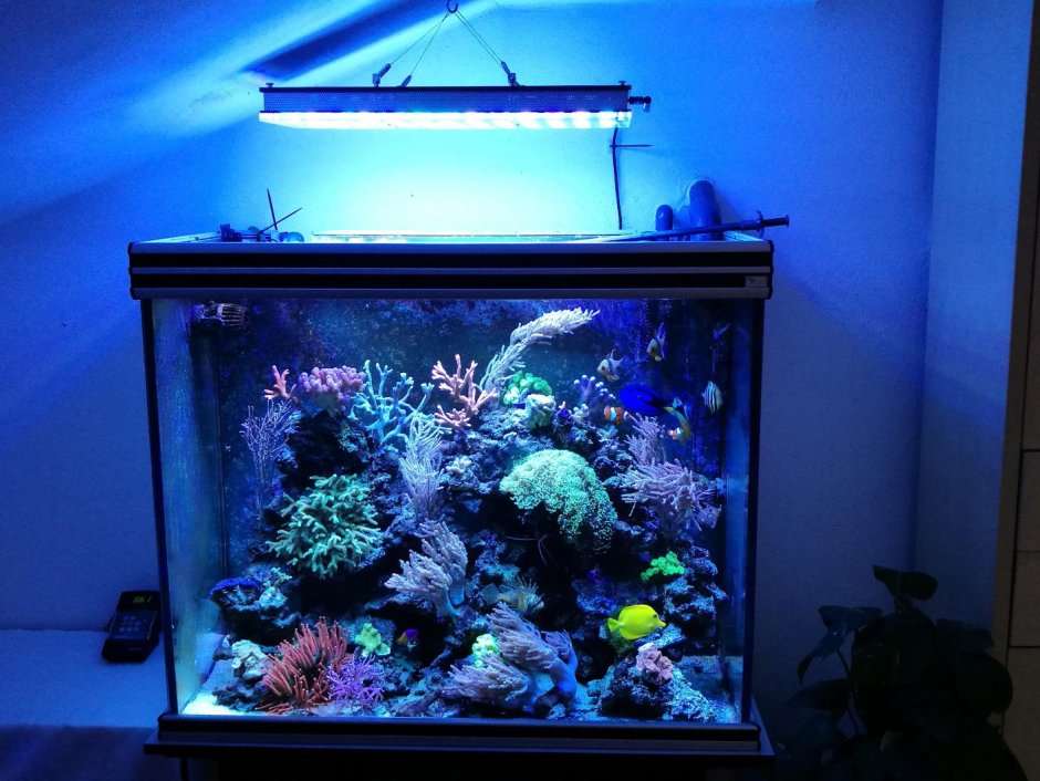 Аквариум декоративный с подсветкой