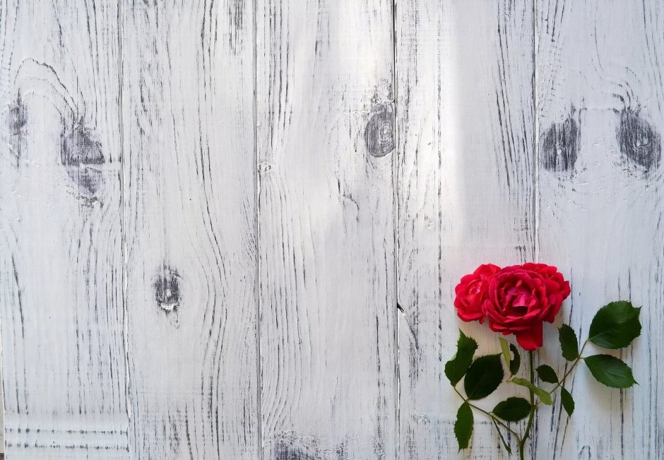 Фотофон для цветов