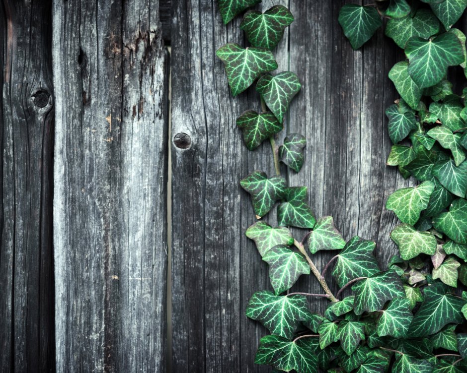 Деревянная стена