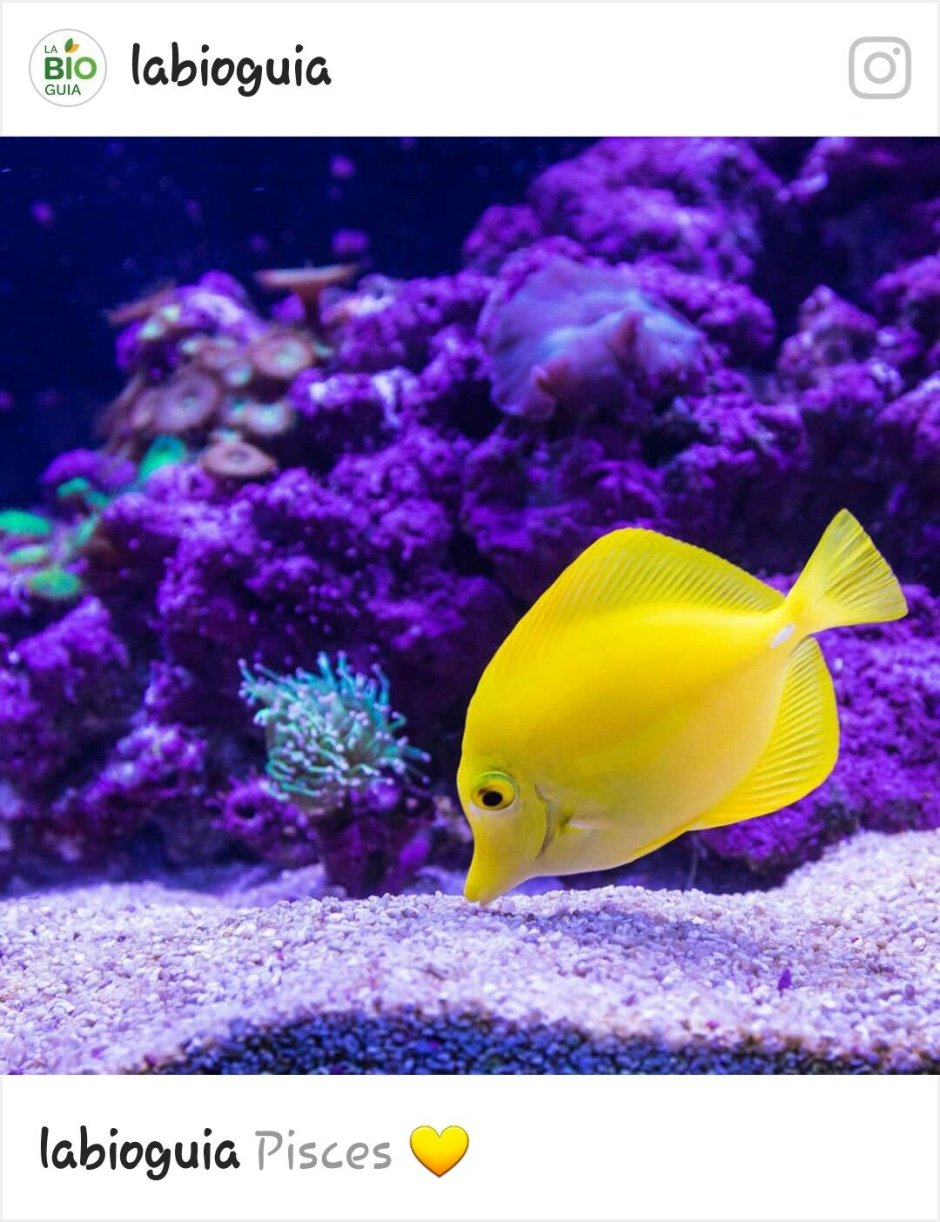 Сочетание голубого и желтого