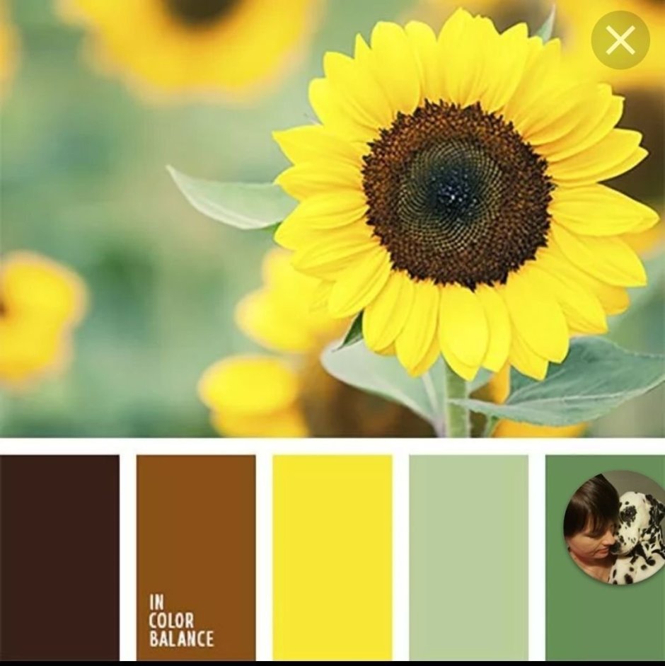 Цветовая палитра колор баланс