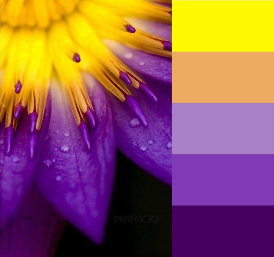 Желто голубая гамма цветов