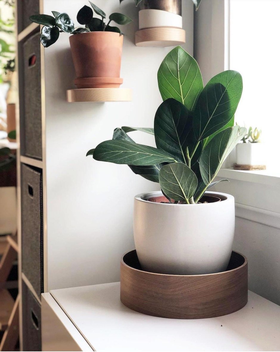 Маленькие растения для офиса