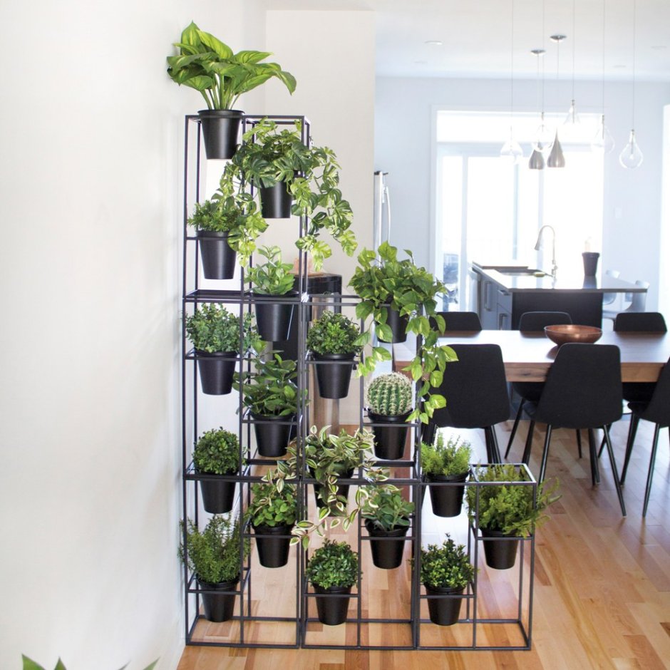 Маленькие офисные растения