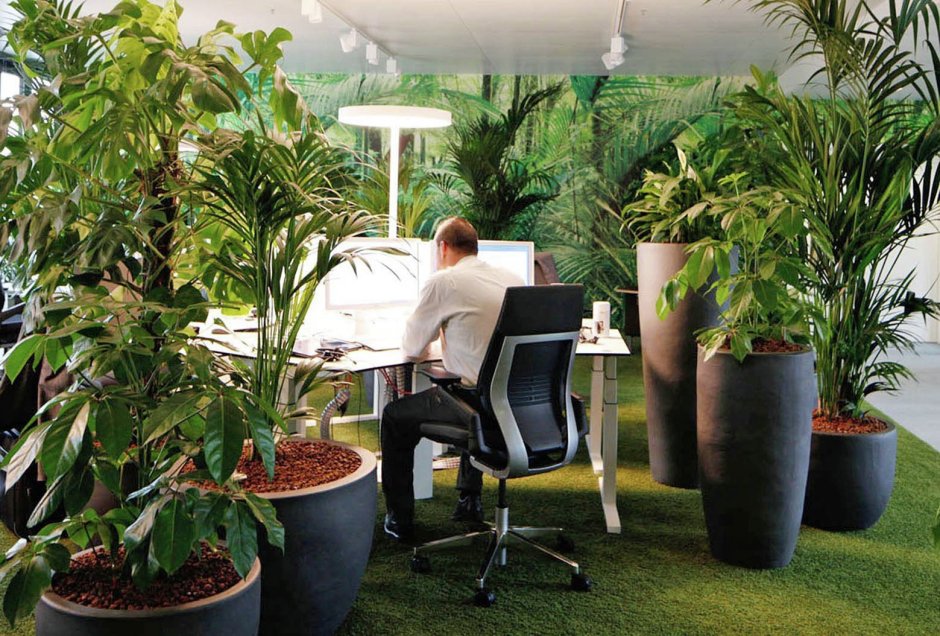 Бюро фитодизайна фикус