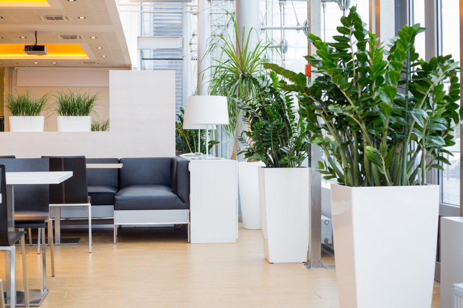 Цветы в интерьере офиса