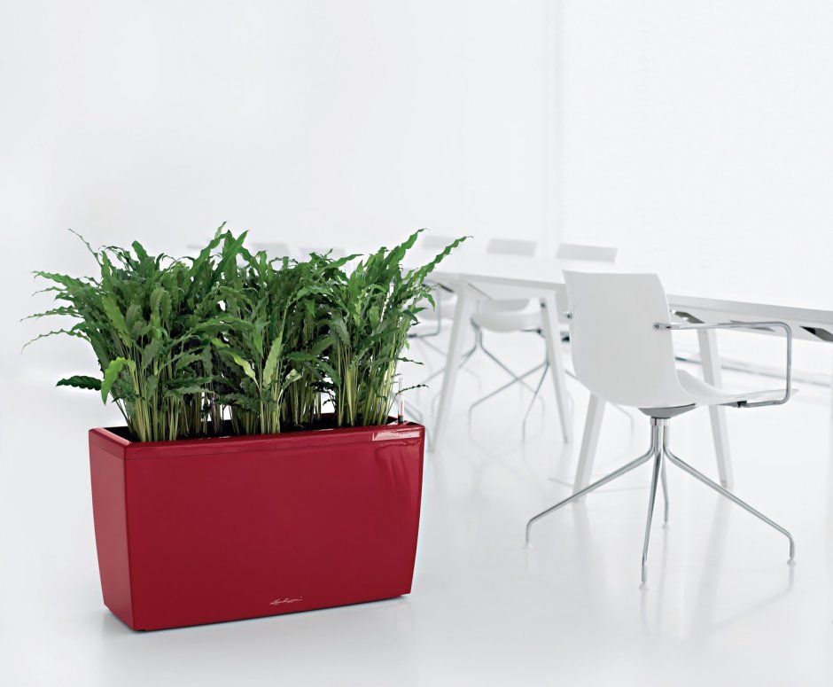 Лечуза Караро 75/43/30