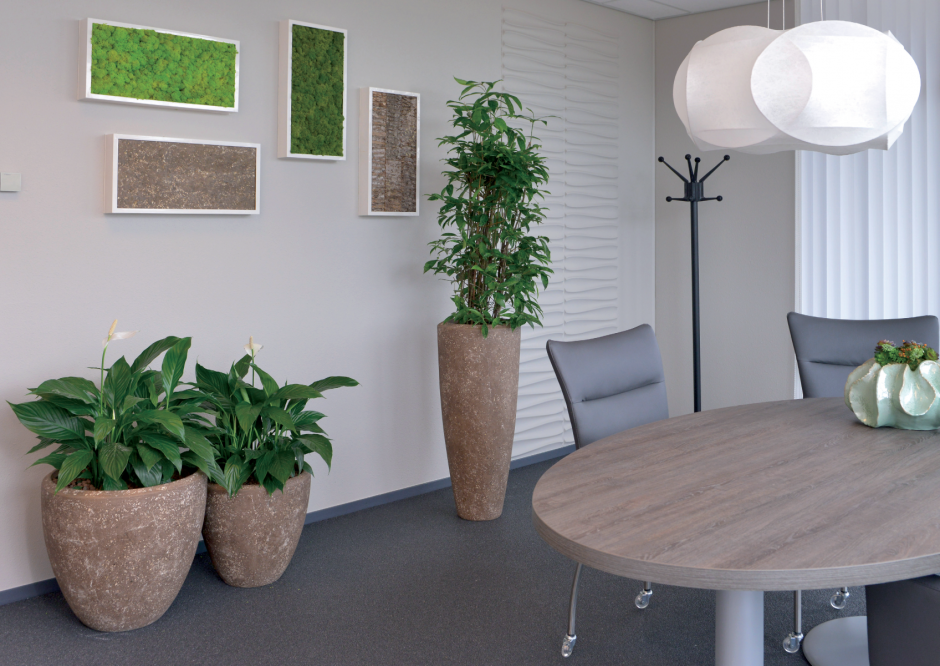 Красивые растения для офиса