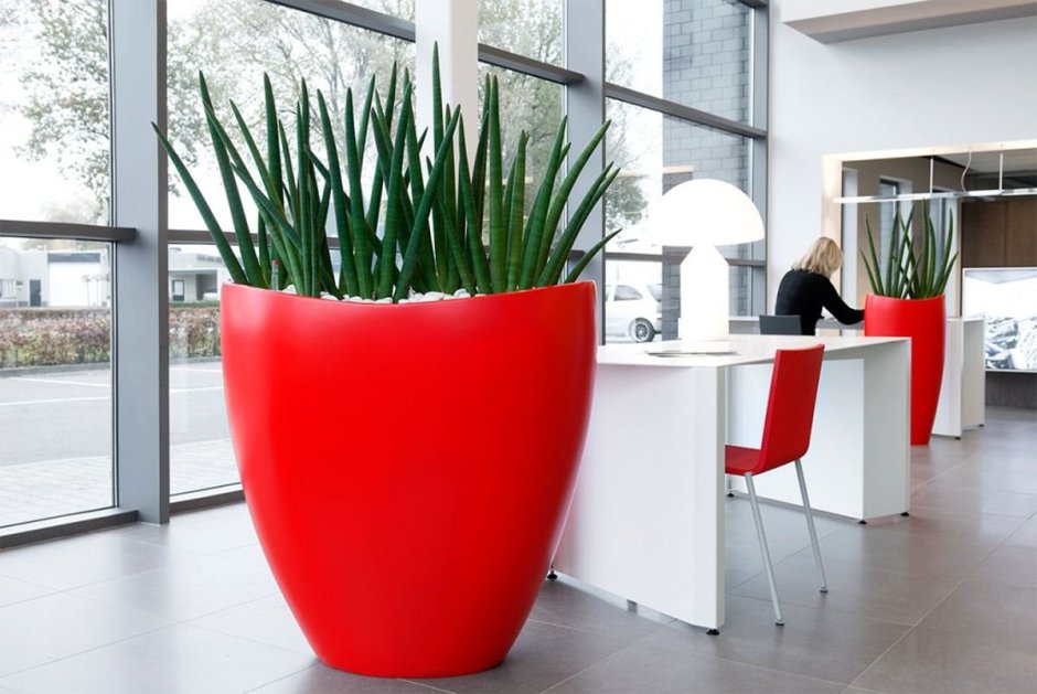 Монстера Lechuza