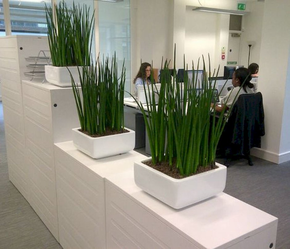 Цветы для офиса