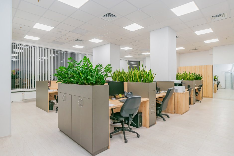 Офисные цветы