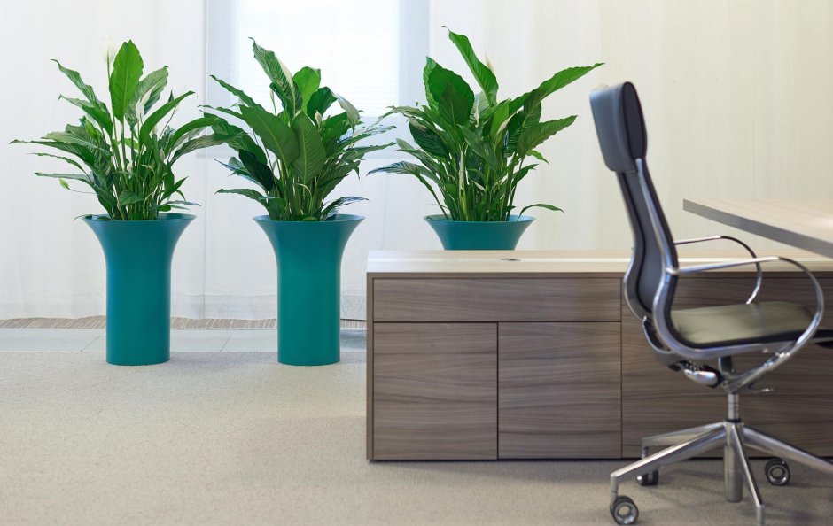 Зеленые цветы для офиса