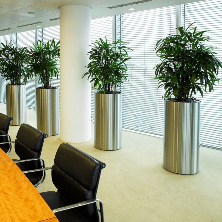 Бюро фитодизайна фикус