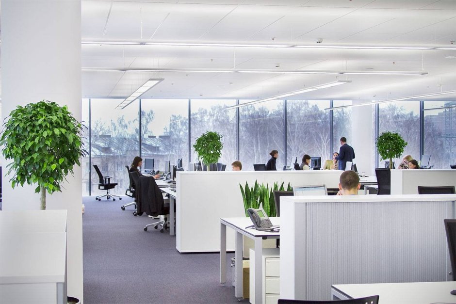 Фитодизайн офиса