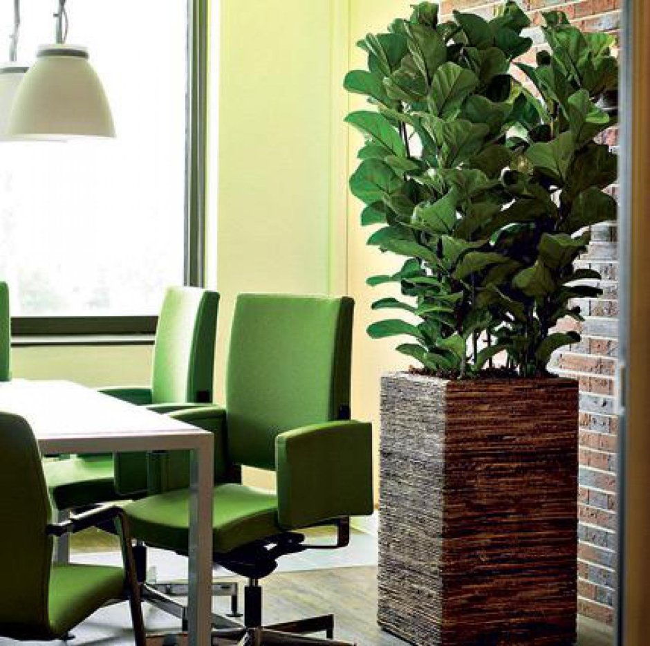 Фикус лирата в офисе