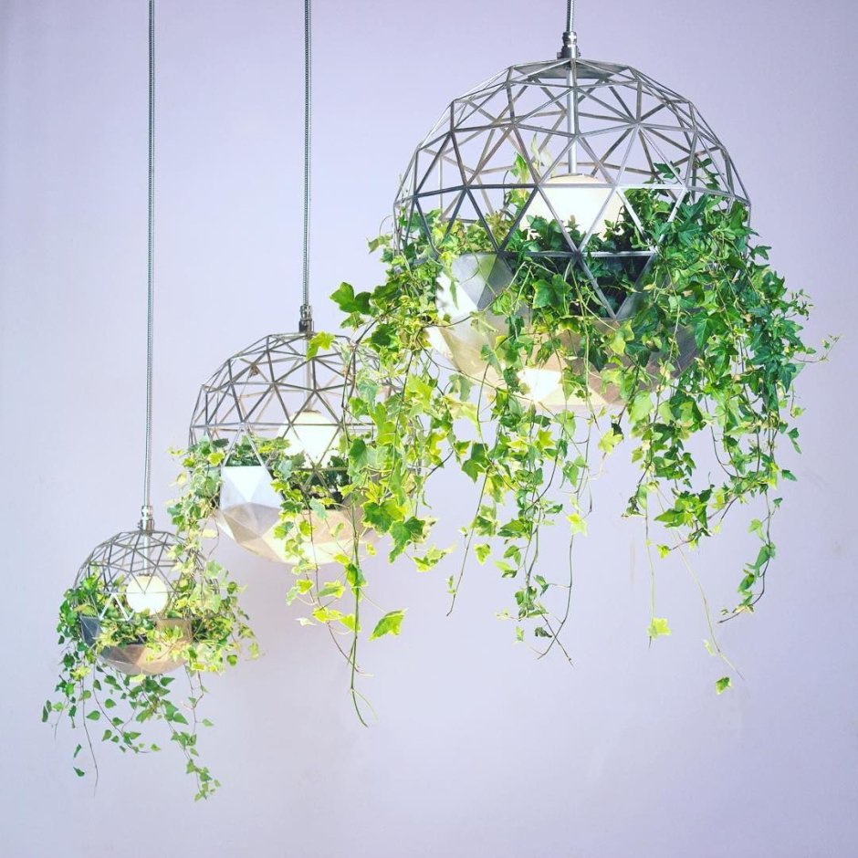 Цветы свисающие с потолка