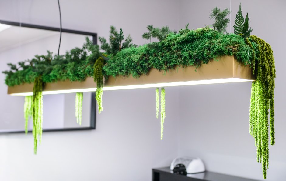 Нефролепис фитостена