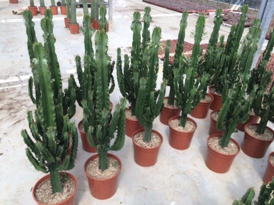 Euphorbia House Plant