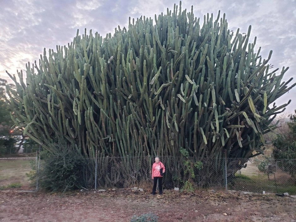 Самые большие кактусы в мире