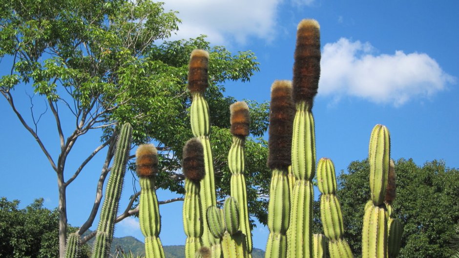 Древовидные кактусы Южная Америка