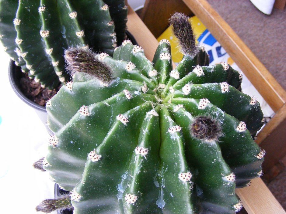 Бутон кактуса эхинопсис