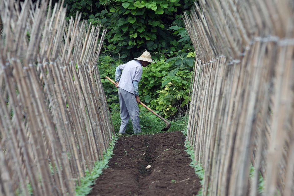 Китаец огород