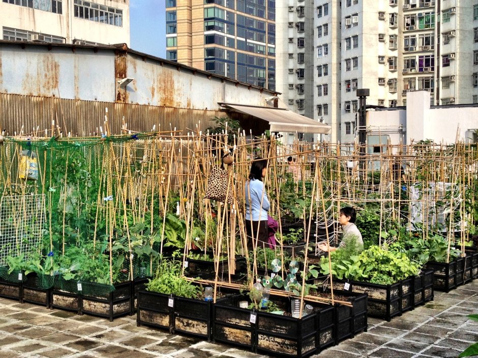 Китайский огород