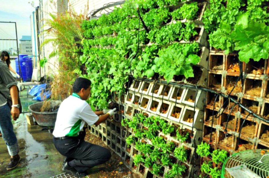 Огород в контейнерах у китайцев