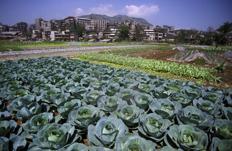 Огороды в Китае