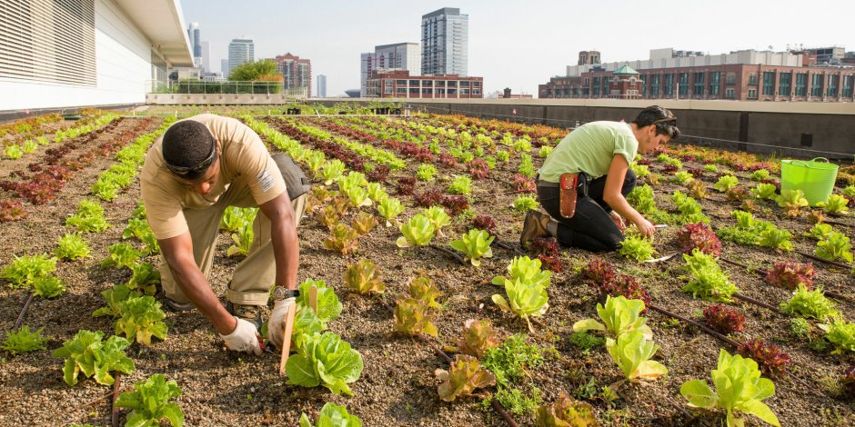 Urban Farming (городское сельское хозяйство)