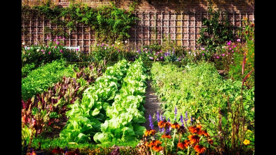 Овощи на грядке