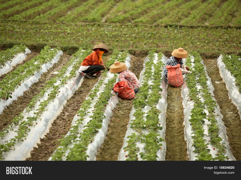 Китайский фермер на рисовом поле