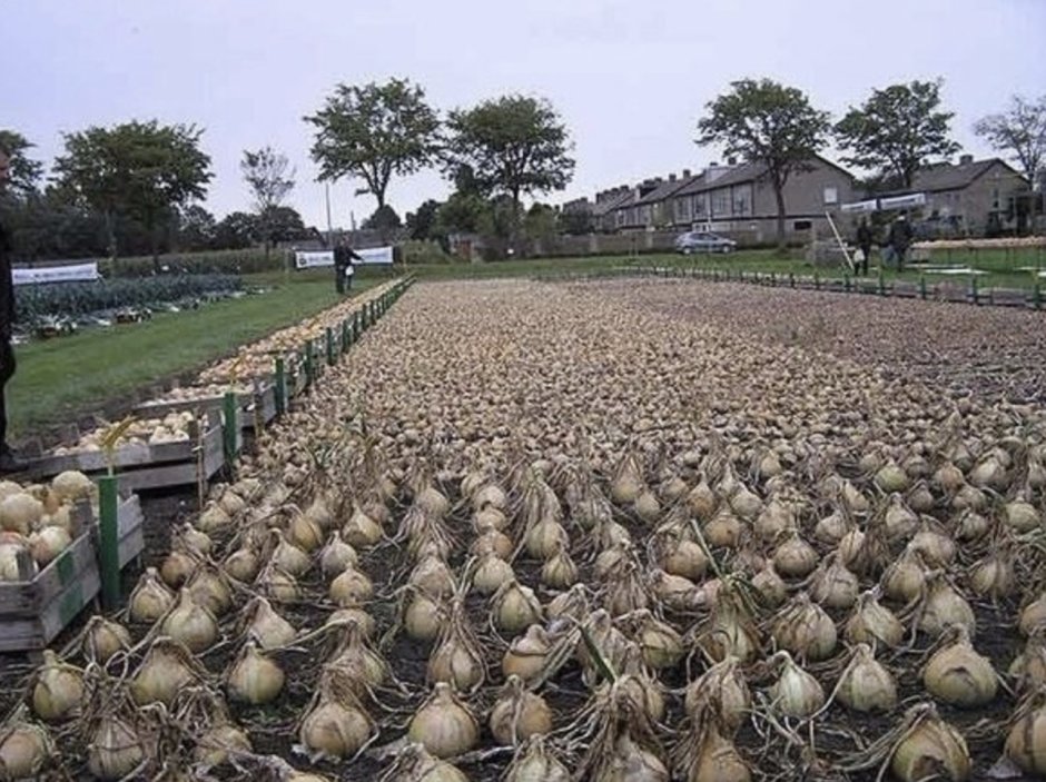 Китайский репчатый лук