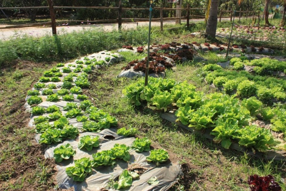 Японские грядки