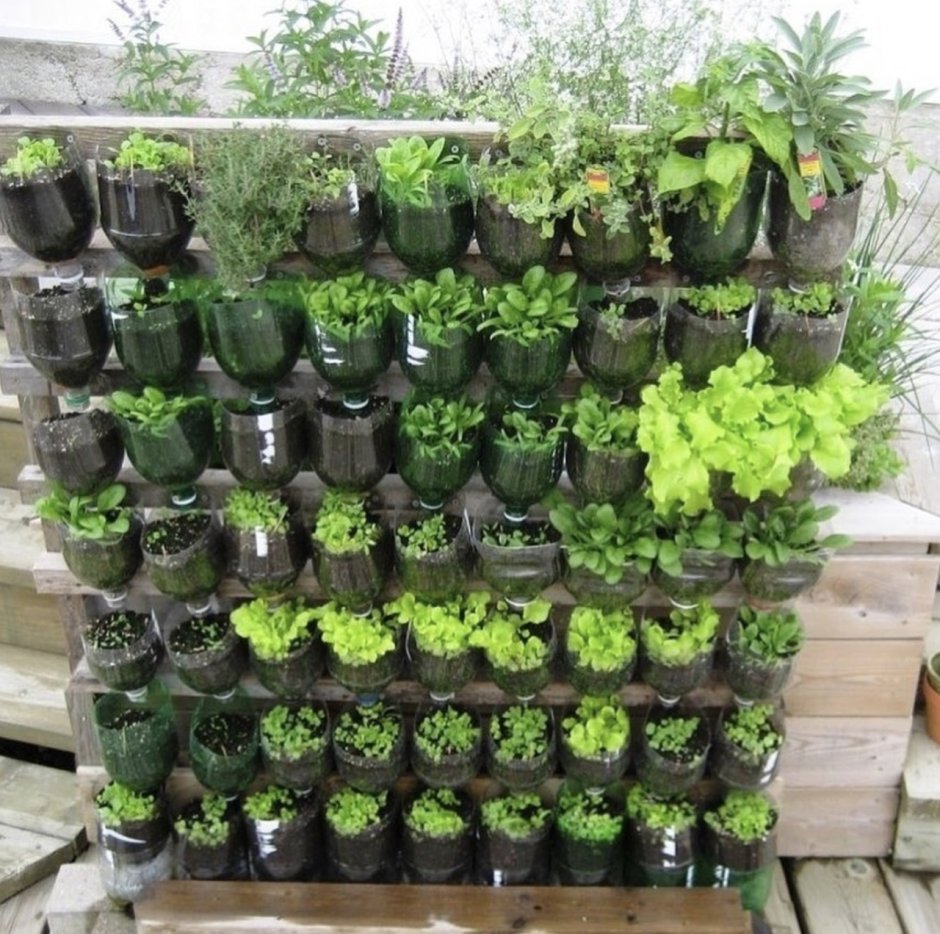 Парк бонсай Япония