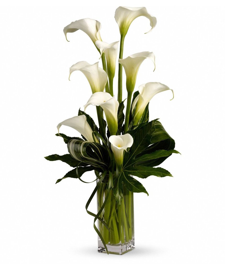 Calla Lilies 450х750