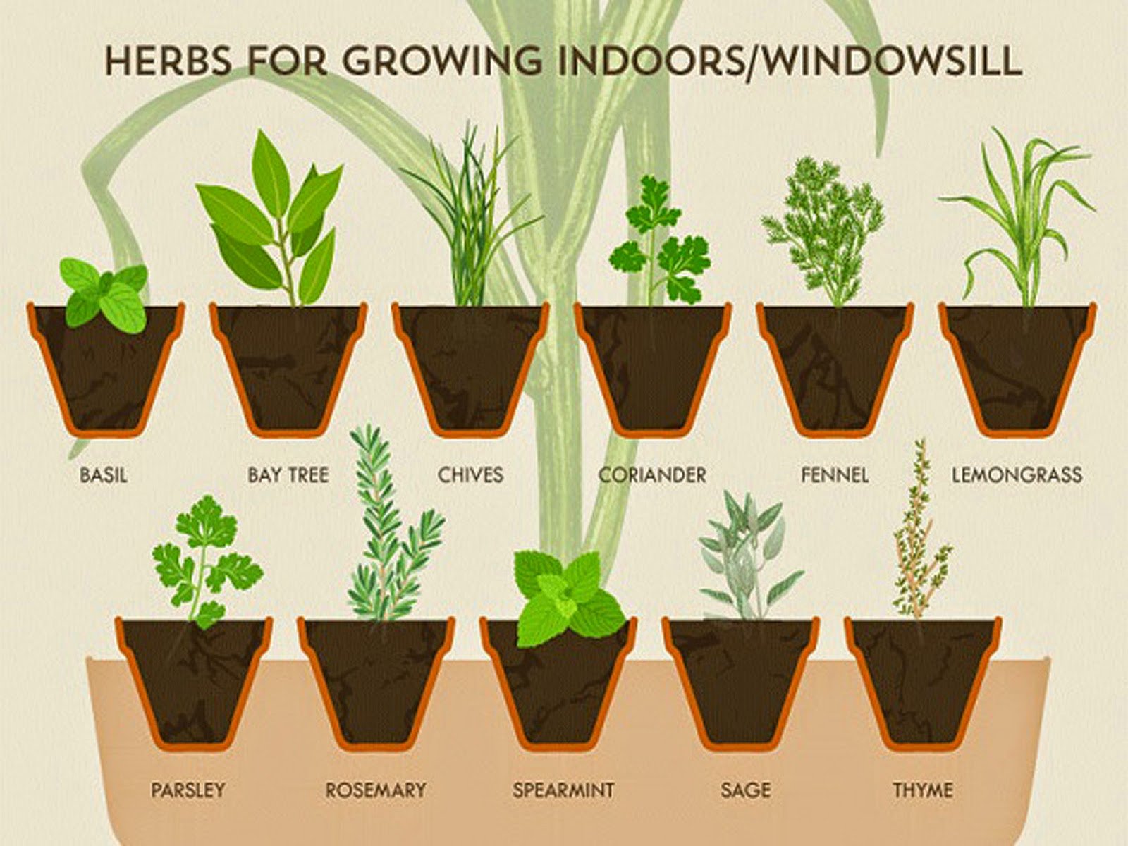 Какие выросши вы будете. Базилик стадии роста. Растения на подоконнике. Посадка комнатных растений. Растения в горшках и их названия.