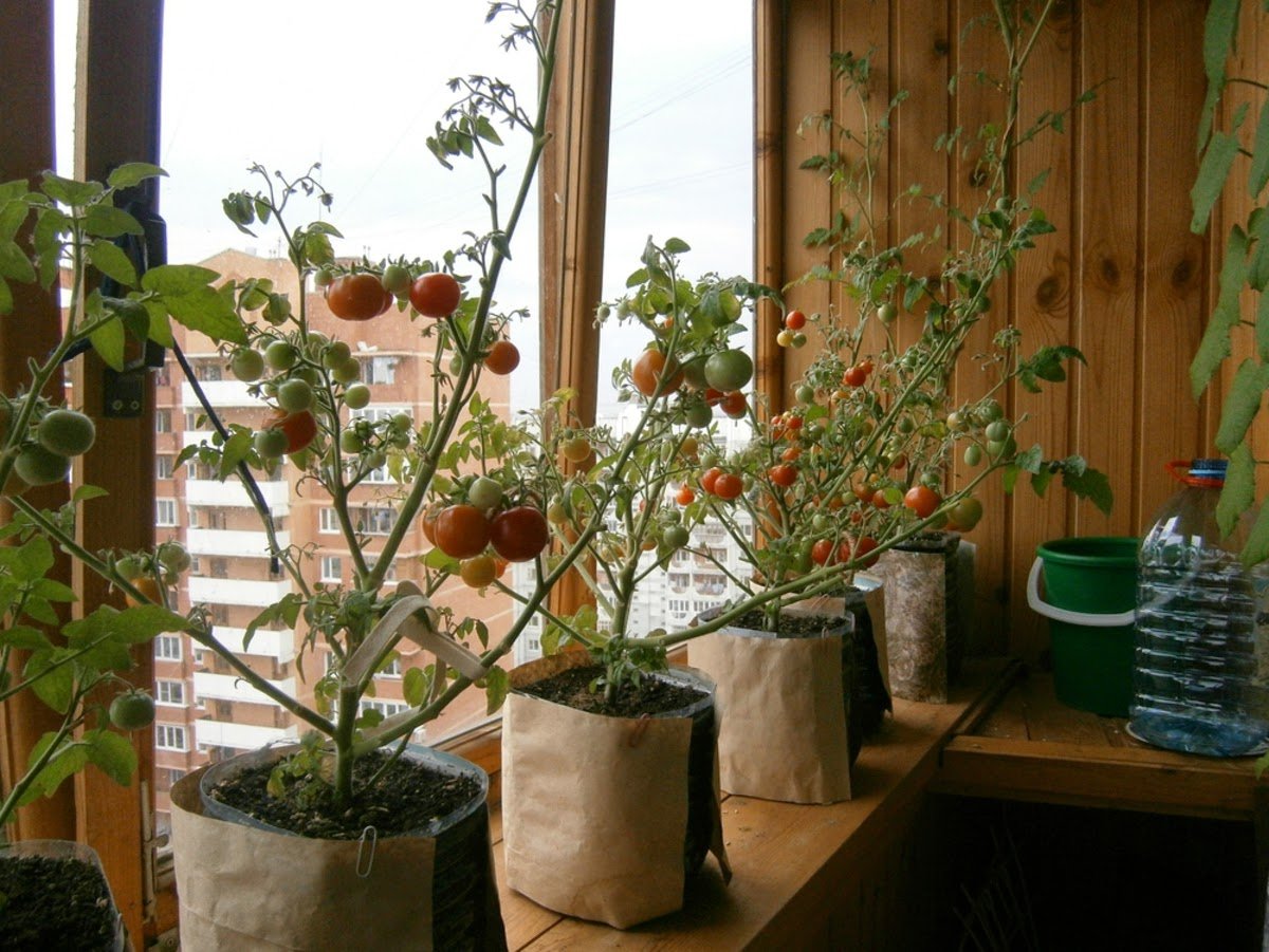 Балконные помидоры выращивание на подоконнике. Томат Минибел. Томат комнатный Минибел. Помидоры на балконе. Огород на балконе помидоры.