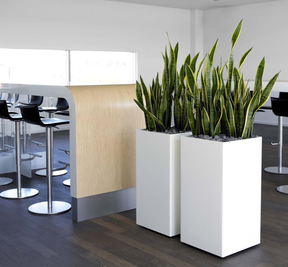 Сансевиерия в напольном кашпо