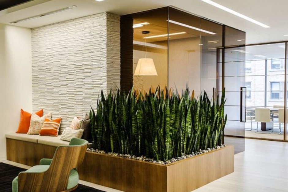 Фитостена Сансевиерия