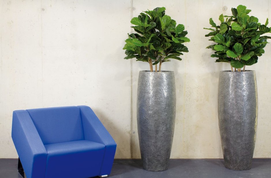 Замиокулькас фитодизайн