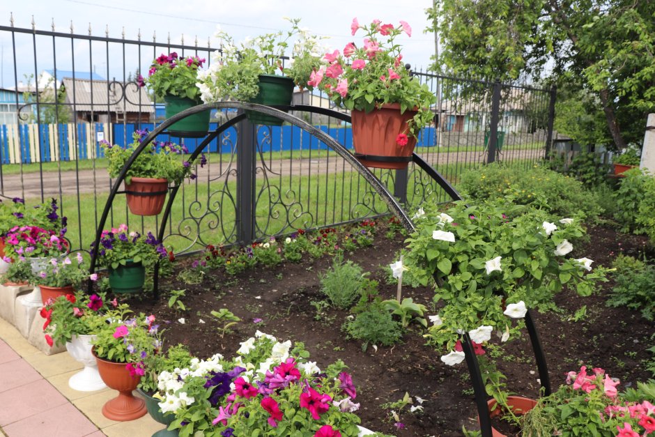 Барвинок в приствольном круге