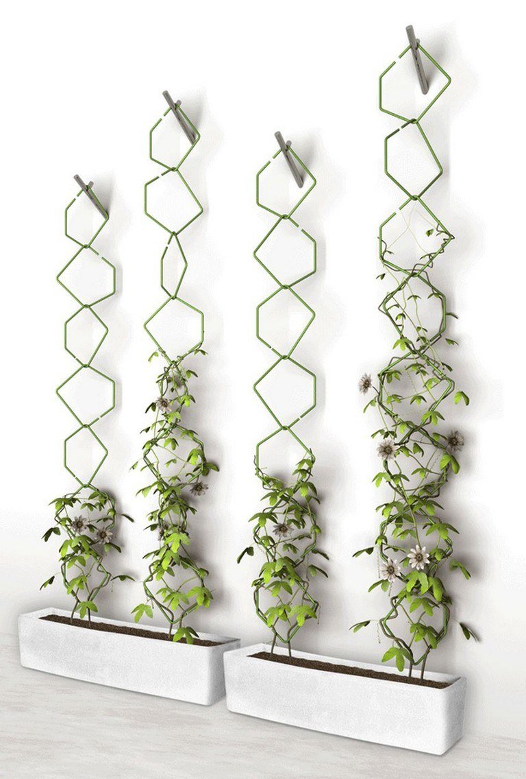 Плющ Хедера подвязка